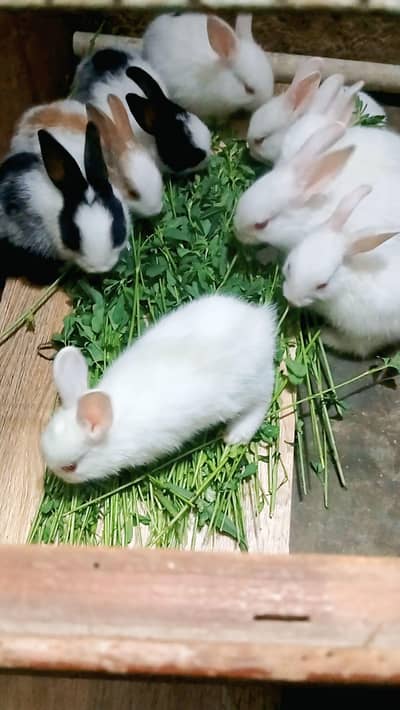 9 Baby Rabbits Bulk Deal