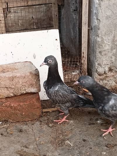 high flyer baby pigeon