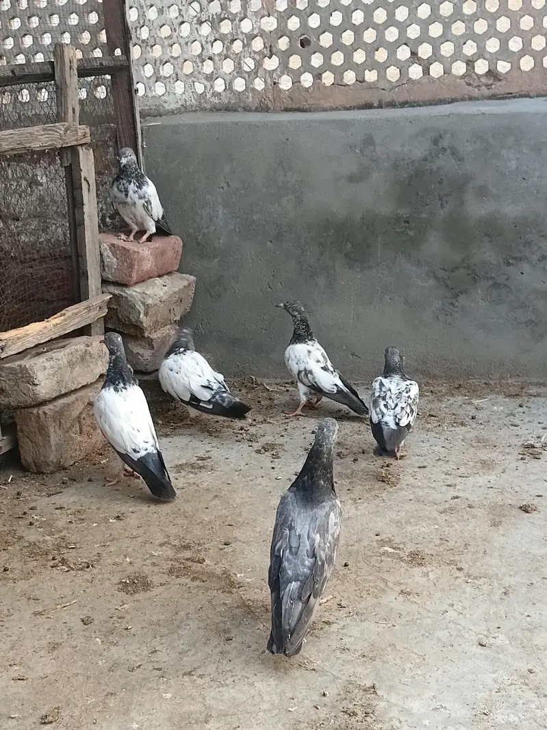 high flyer baby pigeon — photo 2