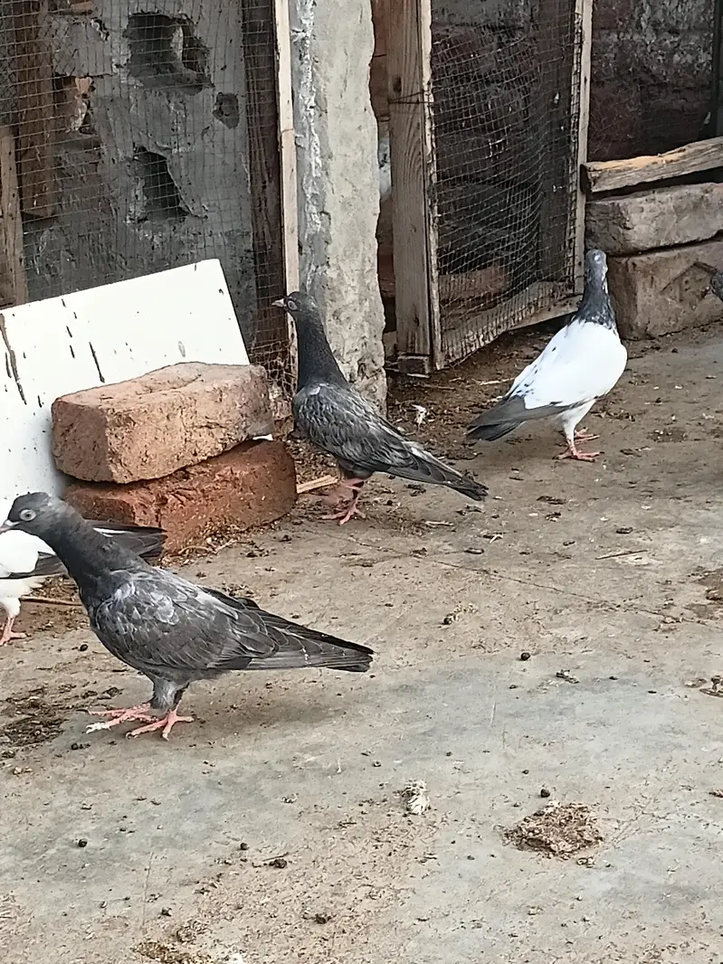 high flyer baby pigeon — photo 3
