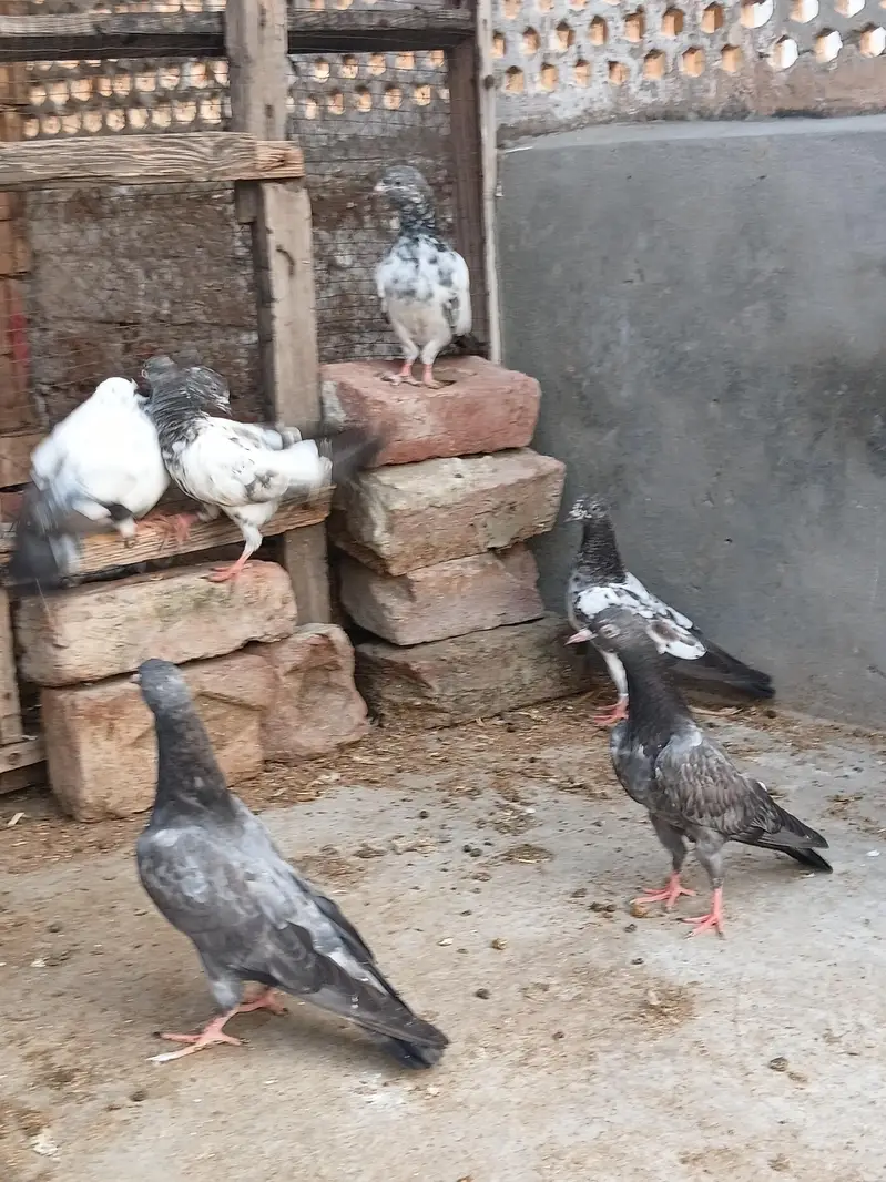 high flyer baby pigeon — photo 4