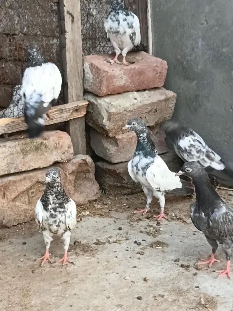 high flyer baby pigeon — photo 5