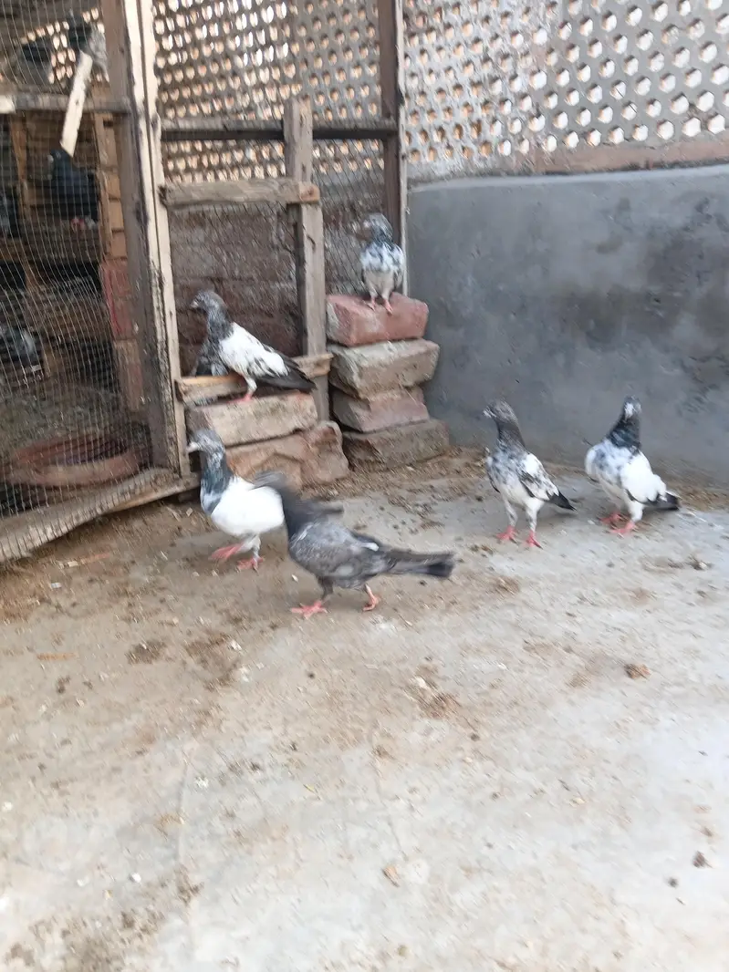 high flyer baby pigeon — photo 6