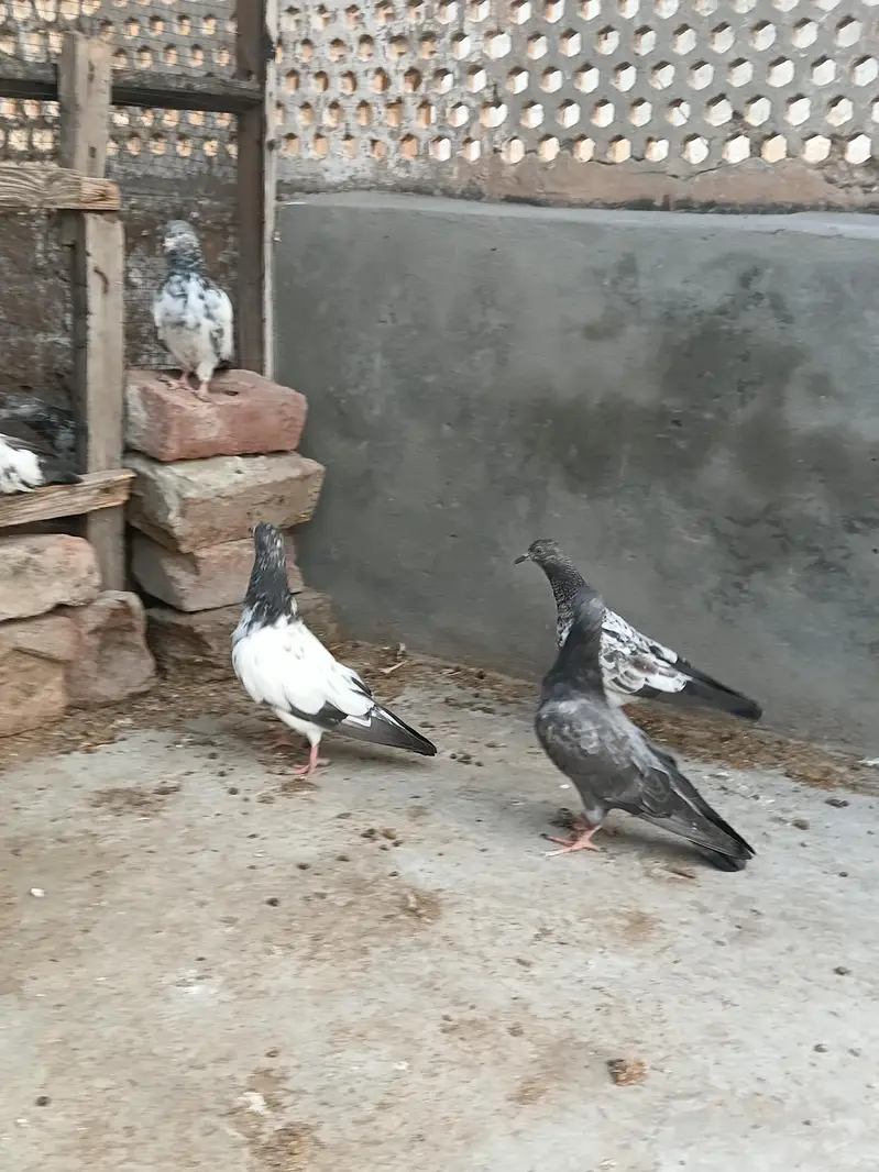 high flyer baby pigeon — photo 7