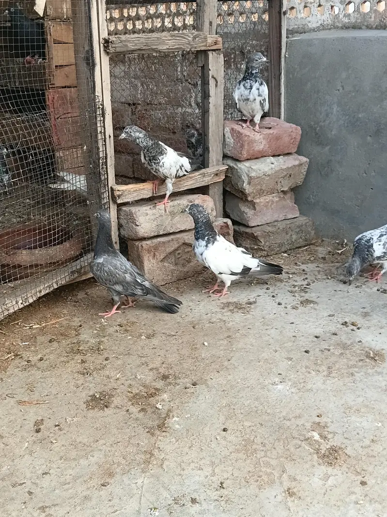 high flyer baby pigeon — photo 8