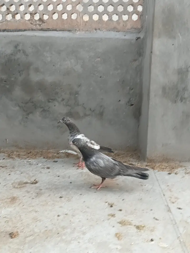 high flyer baby pigeon — photo 9