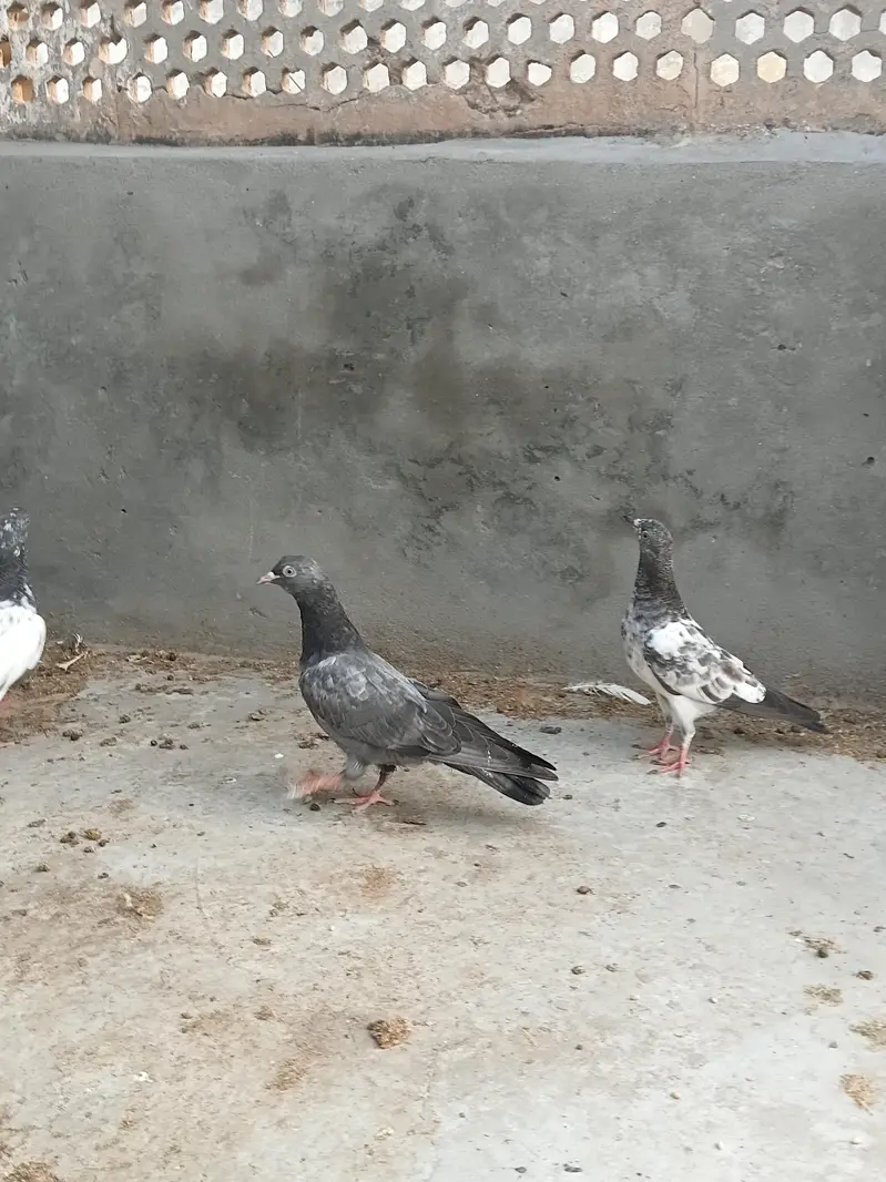 high flyer baby pigeon — photo 10