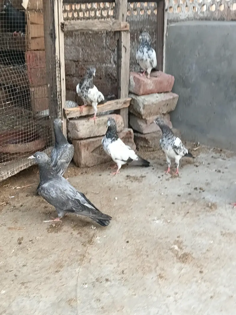 high flyer baby pigeon — photo 11