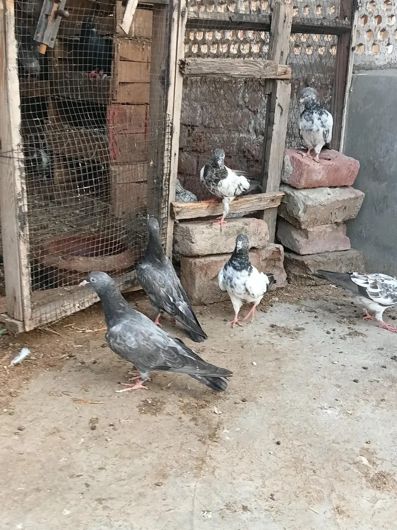 high flyer baby pigeon — photo 12