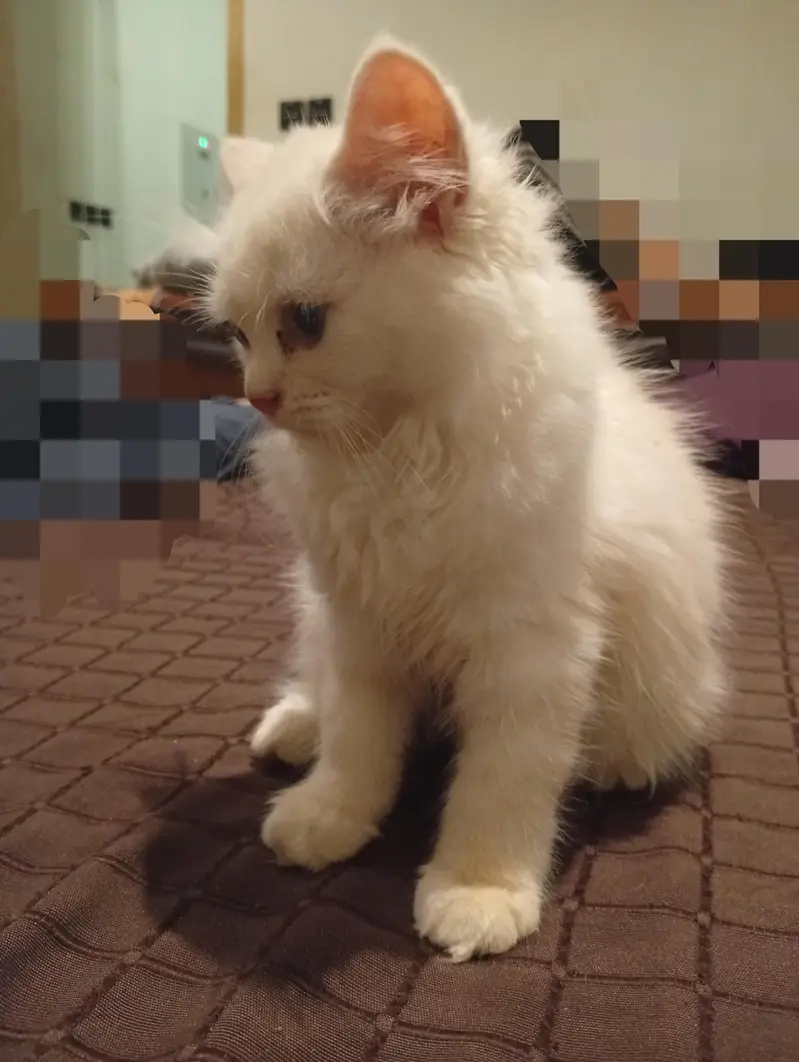 Persian kittens picky face — photo 2