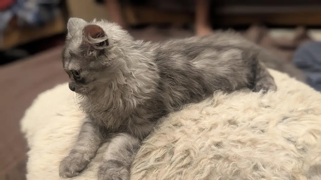 Persian kittens picky face — photo 4