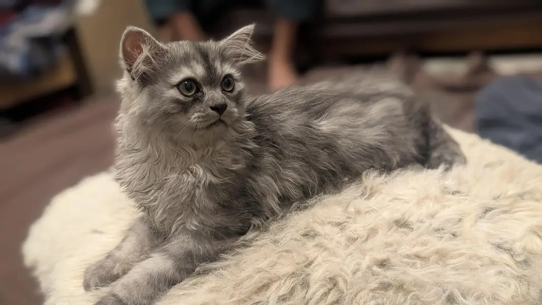 Persian kittens picky face — photo 6