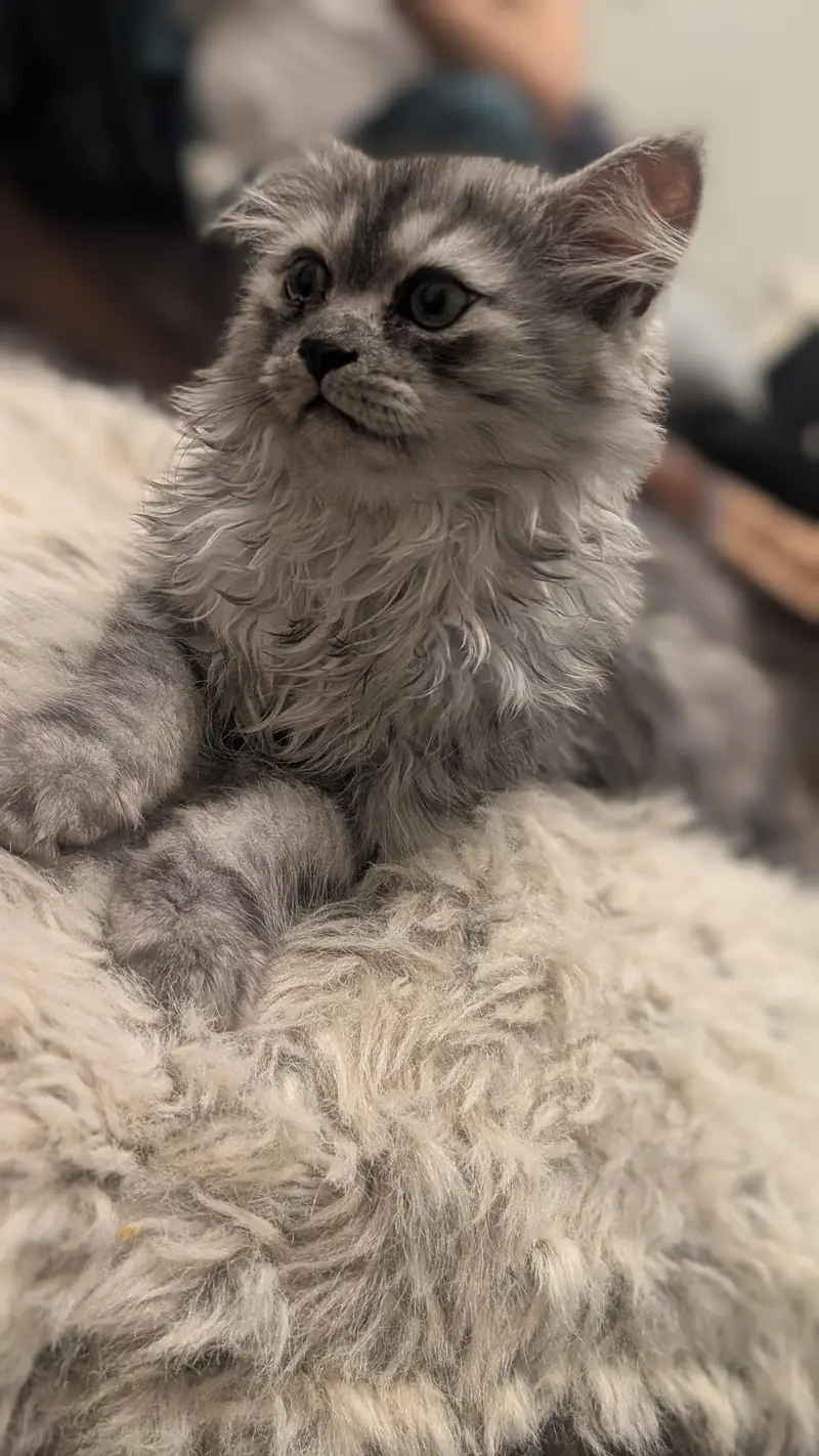 Persian kittens picky face — photo 7