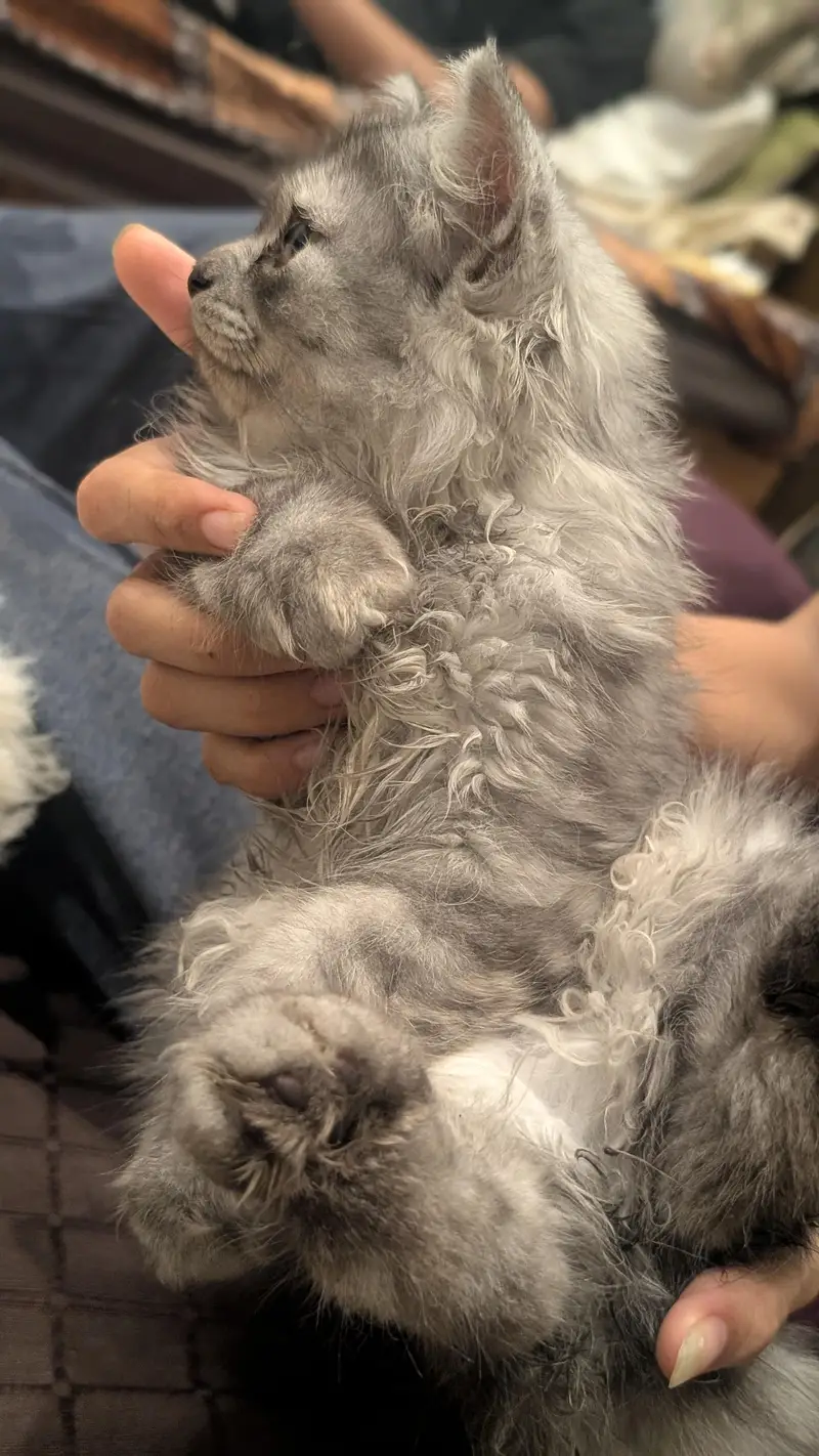 Persian kittens picky face — photo 8