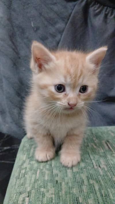 Persian kittens for sale