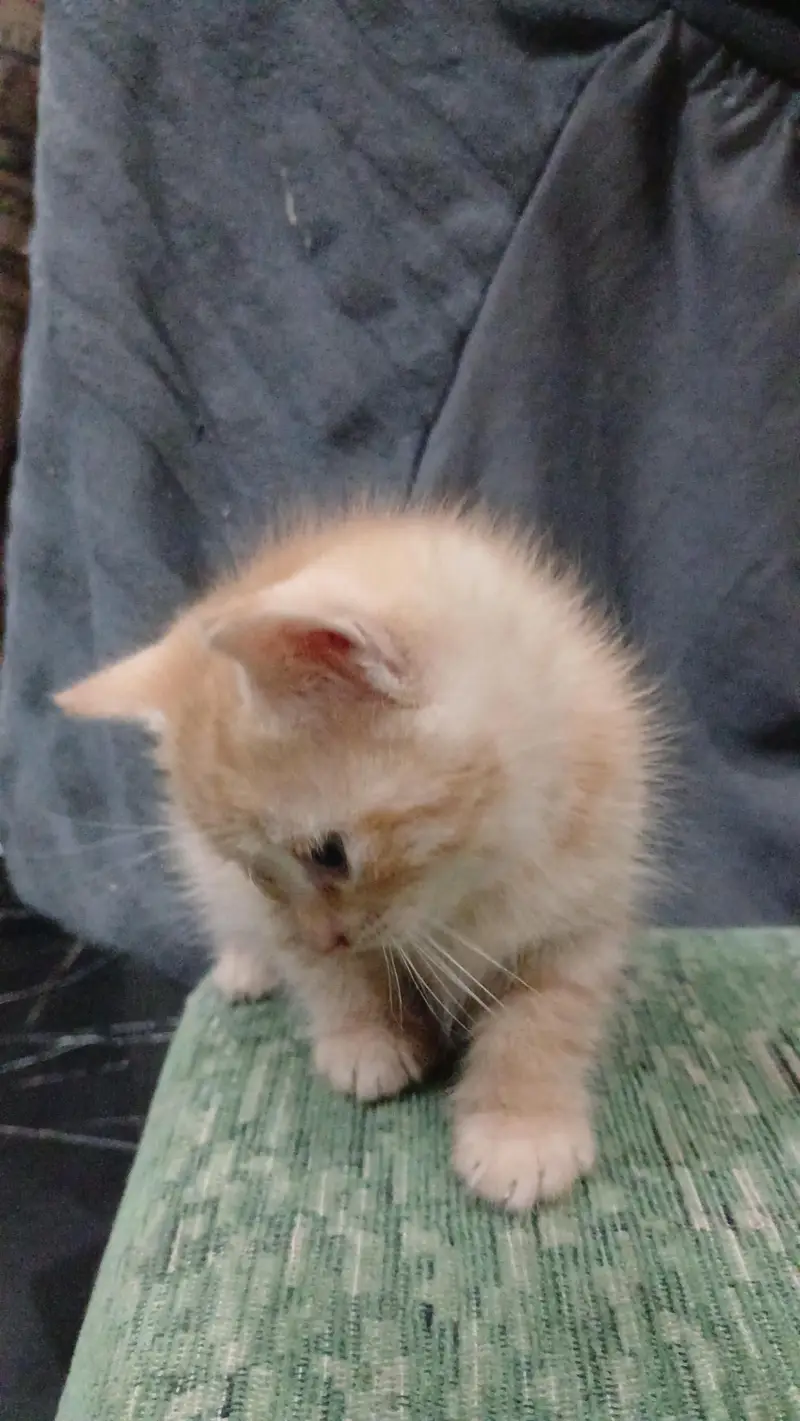 Persian kittens for sale — photo 2
