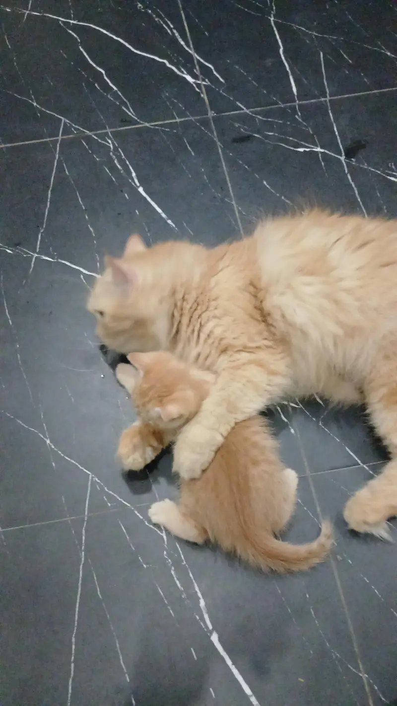 Persian kittens for sale — photo 3