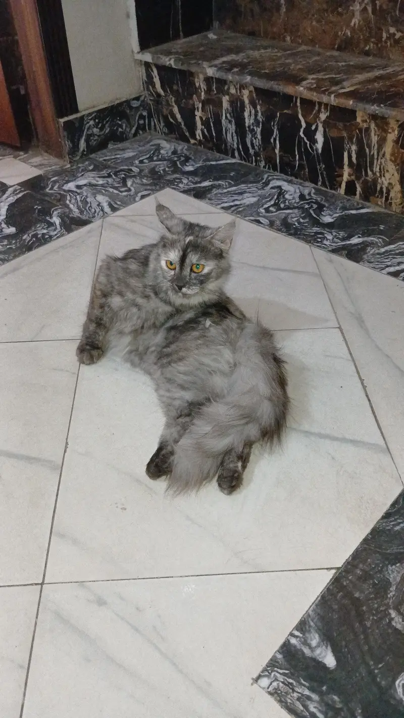 Persian kittens for sale — photo 4