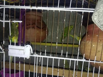 beautiful budgie parrot for sale