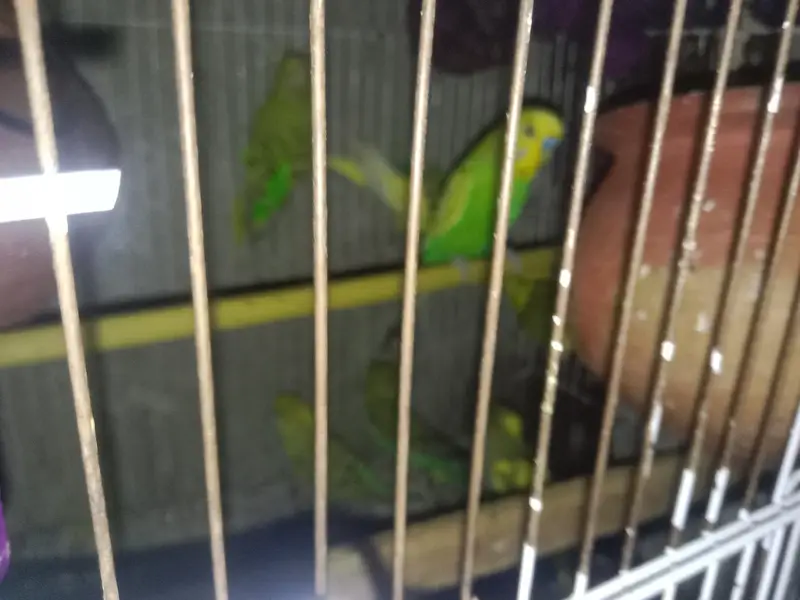 beautiful budgie parrot for sale — photo 3