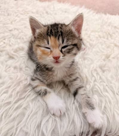 Food and Litter Trained Kitten for Sale