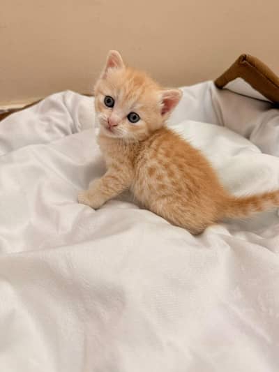 Food and Litter Trained Kitten for Sale