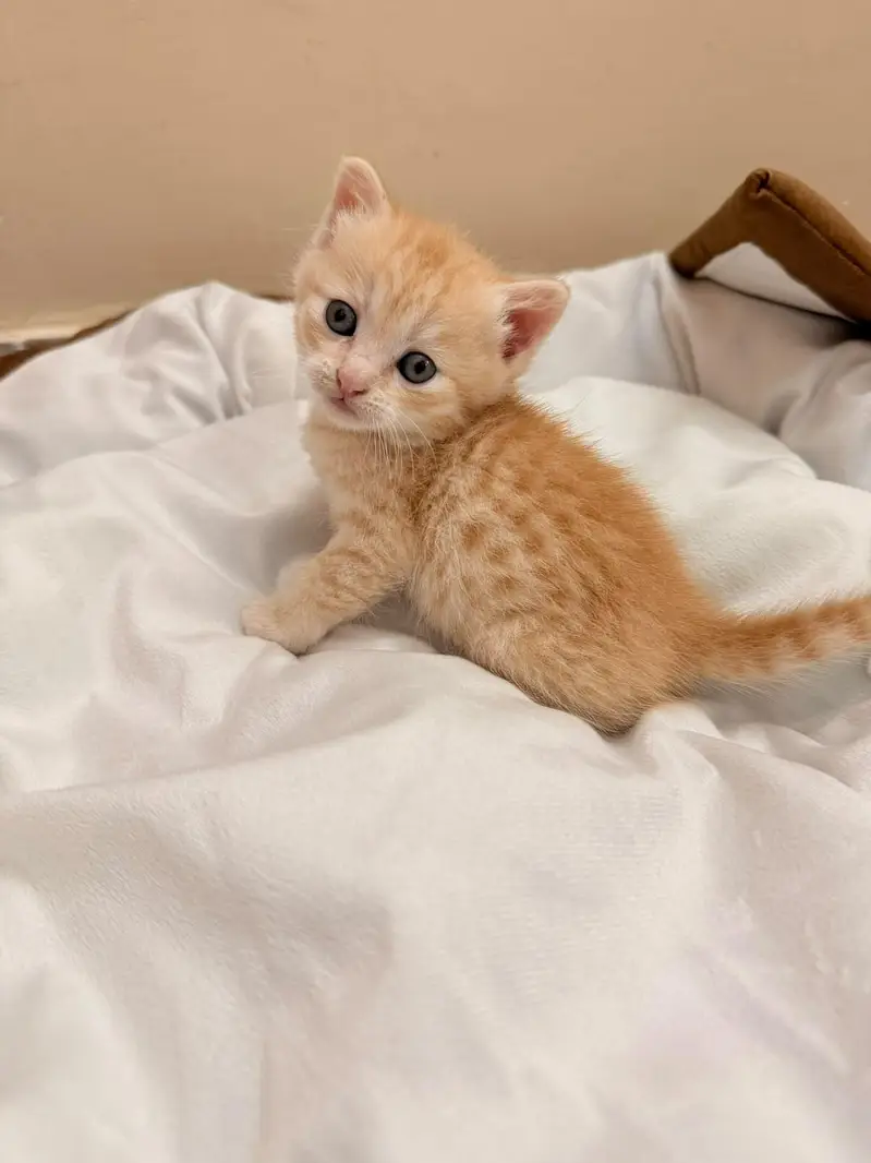 Food and Litter Trained Kitten for Sale — photo 2