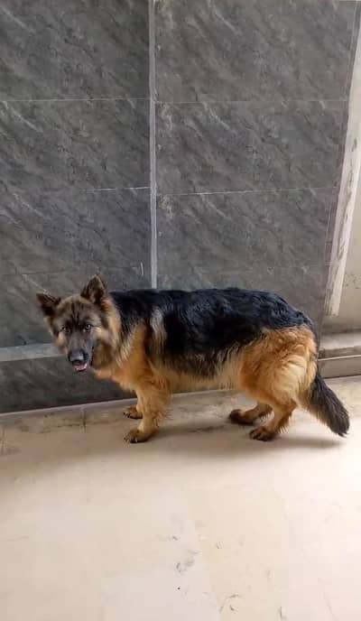 German shepherd breeder female