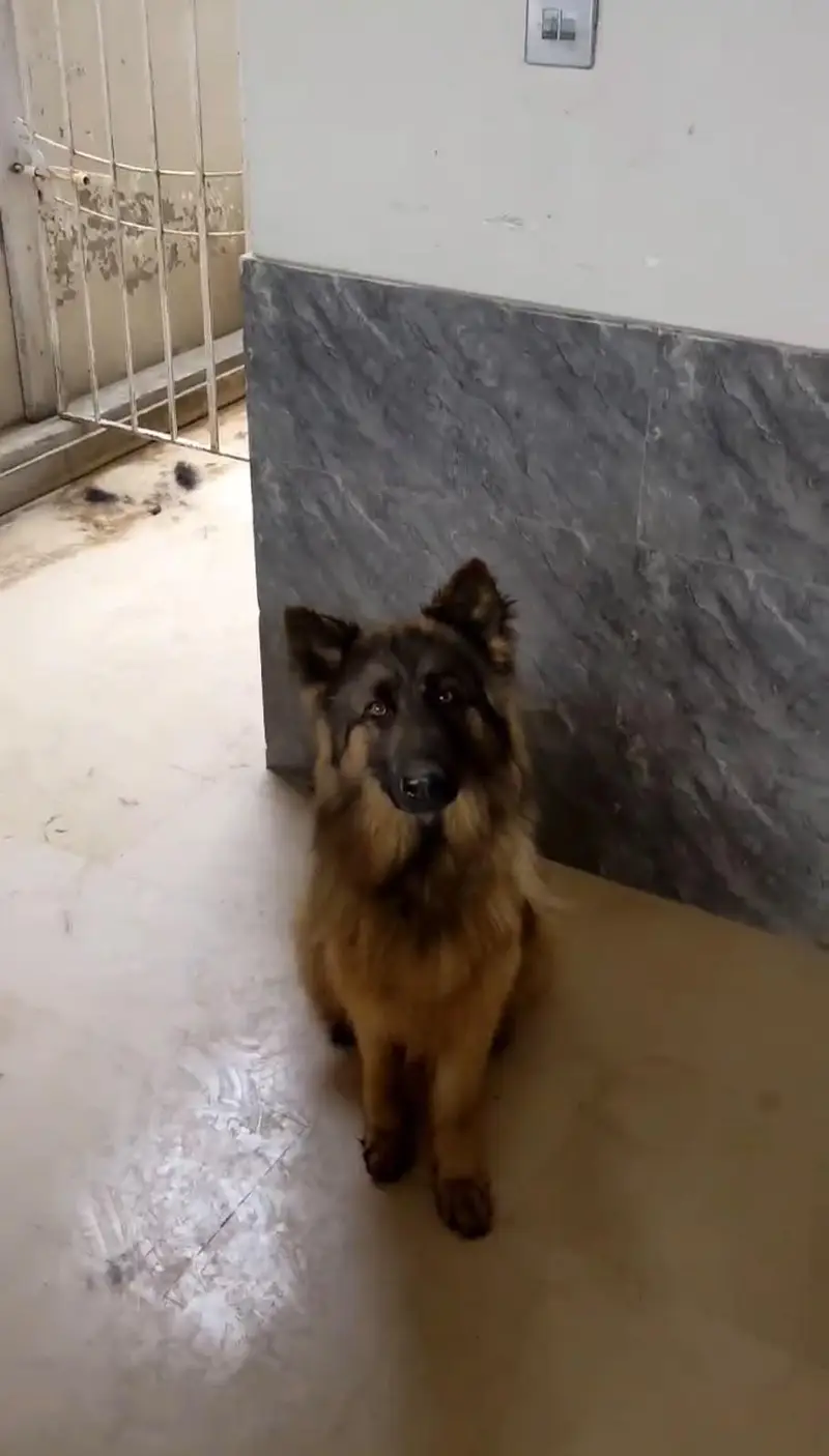 German shepherd breeder female — photo 2
