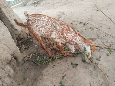 desi Bakra for sale 03490704921