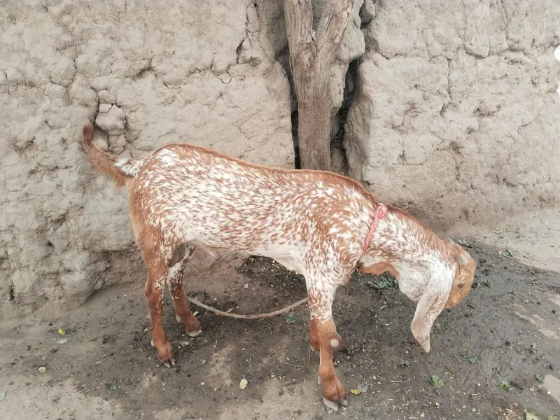 desi Bakra for sale 03490704921 — photo 2