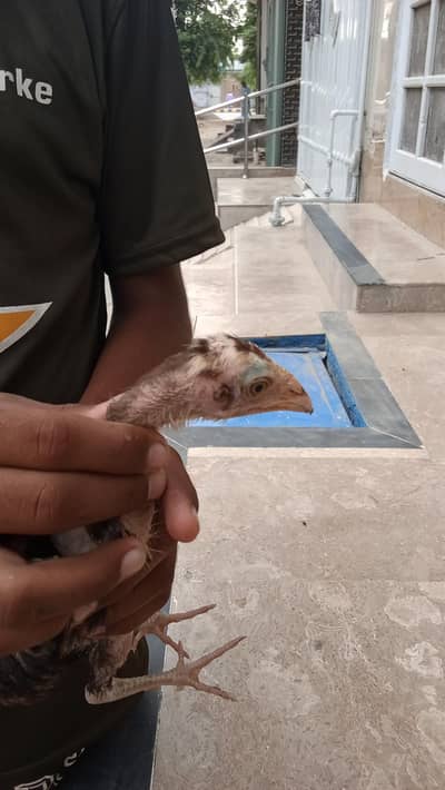 aseel chicks male