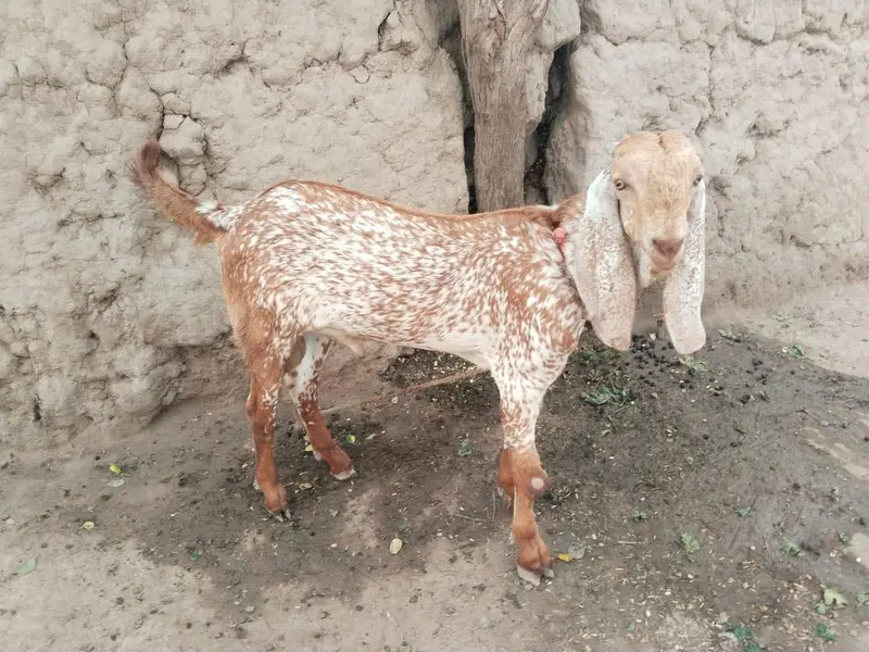 desi Bakra for Sale Mashallah Call 03490704921 — photo 2