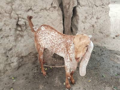 desi Bakra for Sale Mashallah/03490704921