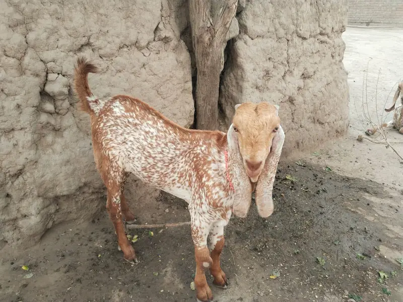 desi Bakra for Sale Mashallah/03490704921 — photo 2