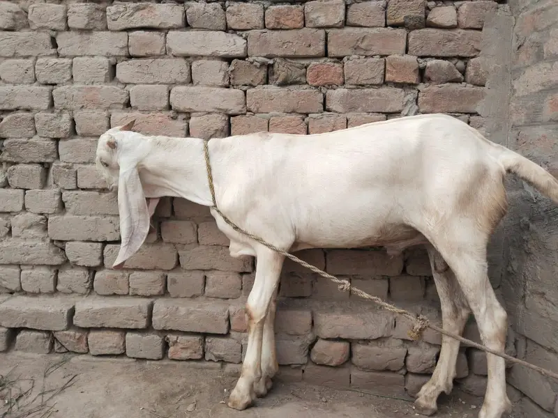 desi Bakra for sale/03490704921 — photo 2