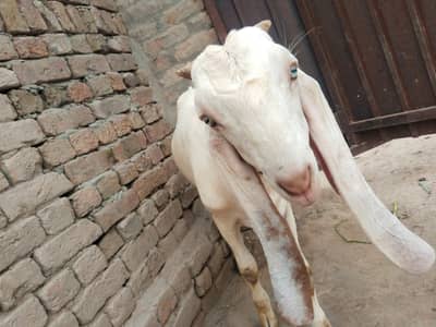 desi Bakra for Sale Mashallah Call 03490704921