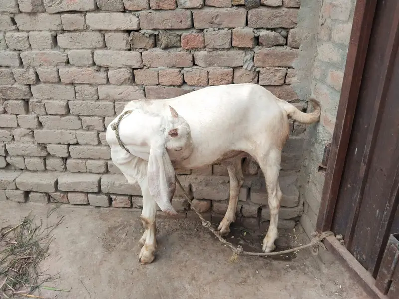 desi Bakra for Sale Mashallah Call 03490704921 — photo 2
