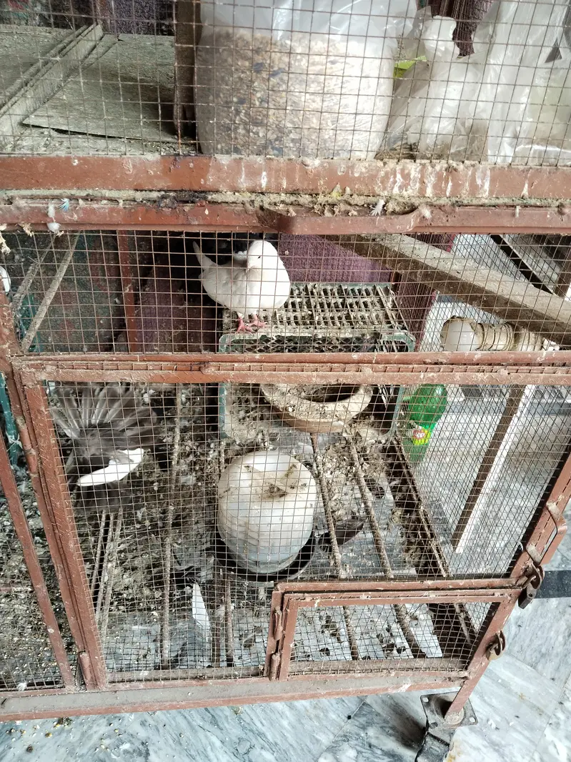 matel cage