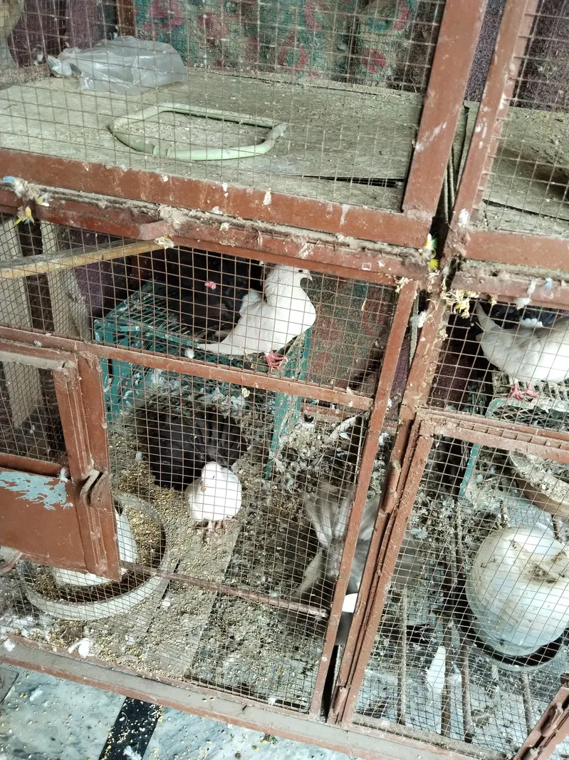 matel cage — photo 2
