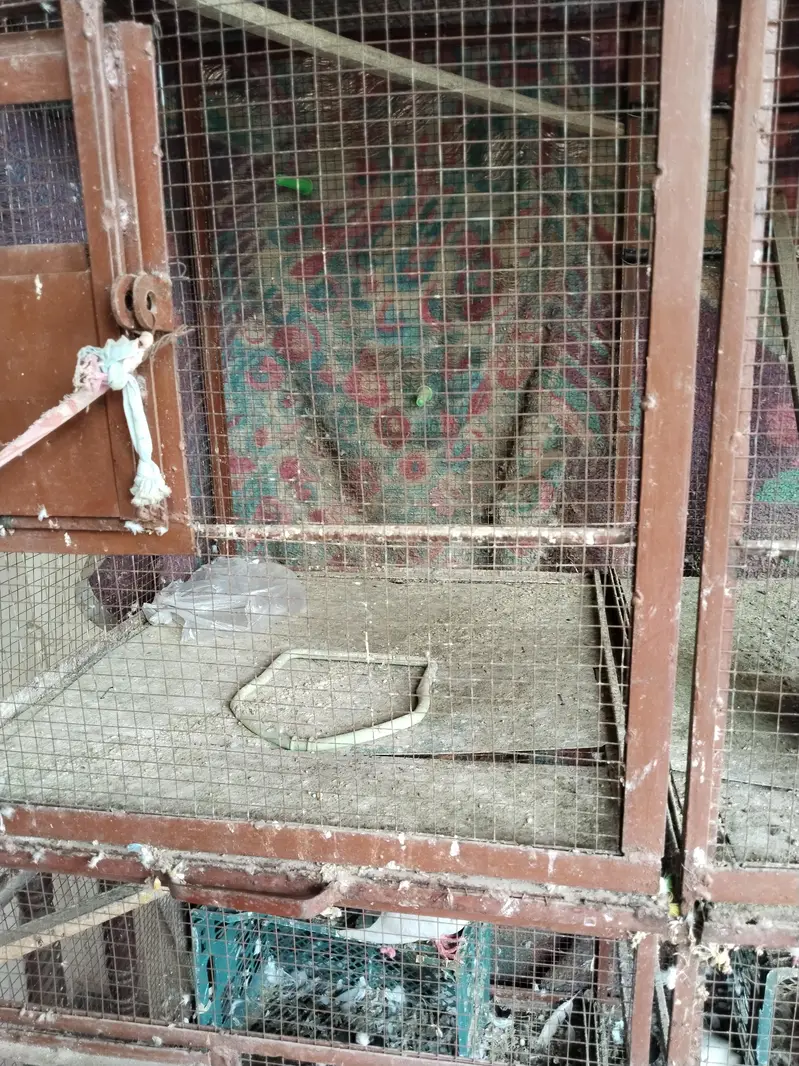 matel cage — photo 3