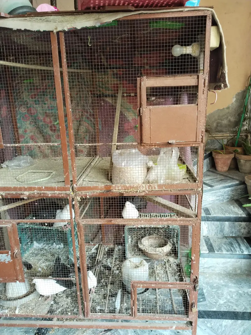 matel cage — photo 8