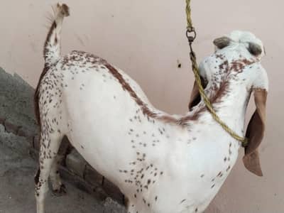 desi bakra for Sale Call  03490704921
