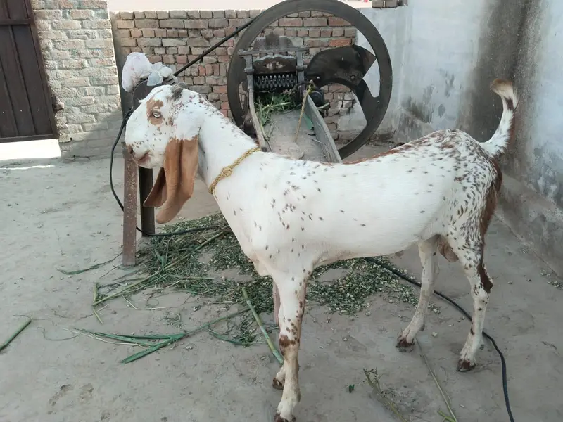 desi bakra for Sale Call  03490704921 — photo 2