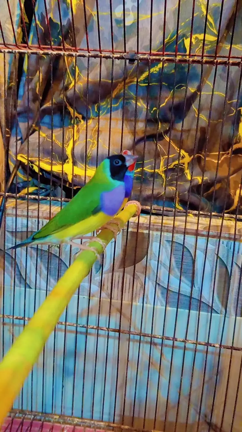 lady gouldian — photo 2