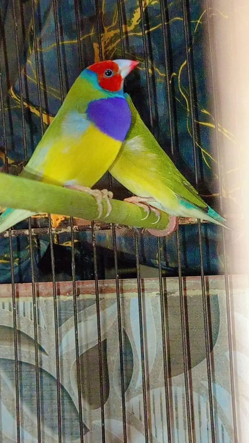 lady gouldian — photo 3