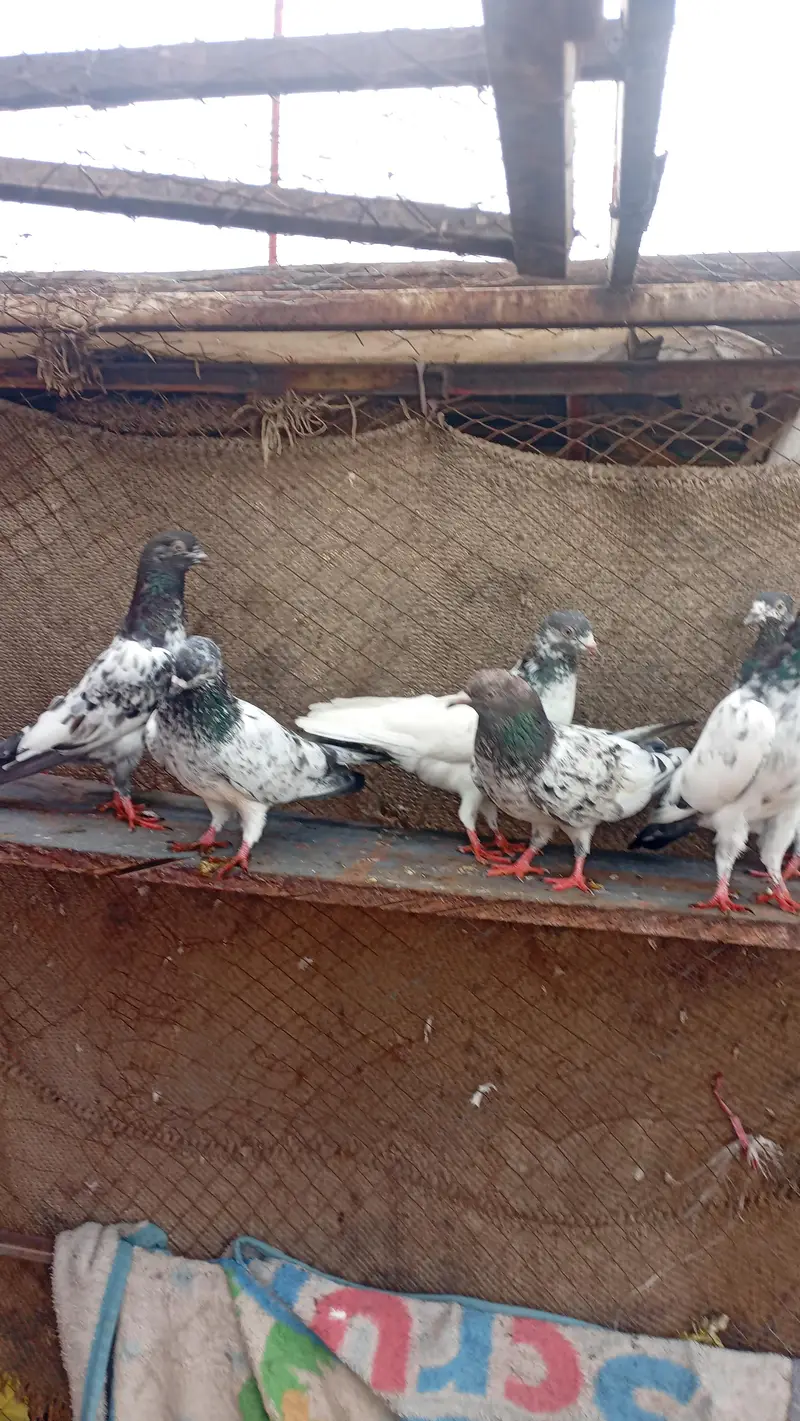 mix bread k kabotar — photo 2
