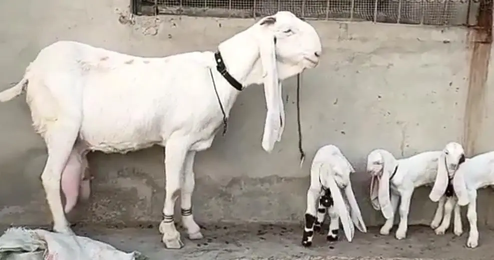 gulabi Bakri for Sale Mashallah Call 03490704921 — photo 2