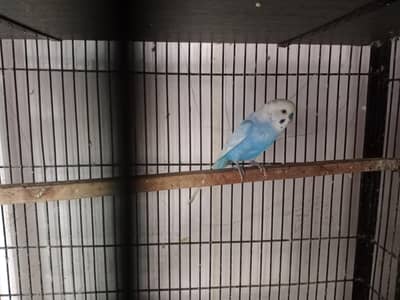 Australia budgies