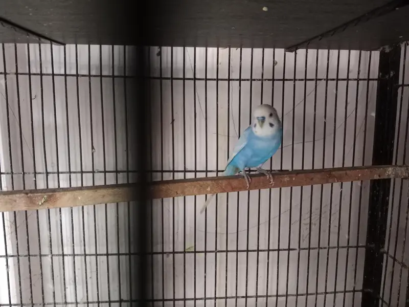 Australia budgies — photo 2